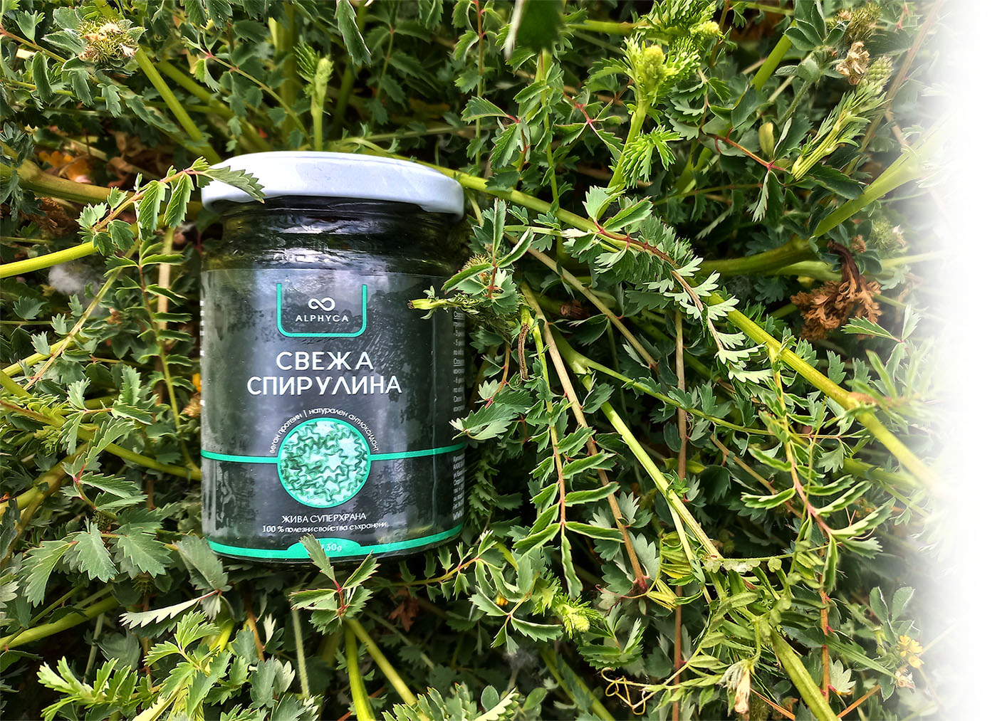 спирулина2 спирулина